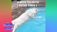 Labrador neposlechl a skočil do bazénu celkem 10 "placáků"