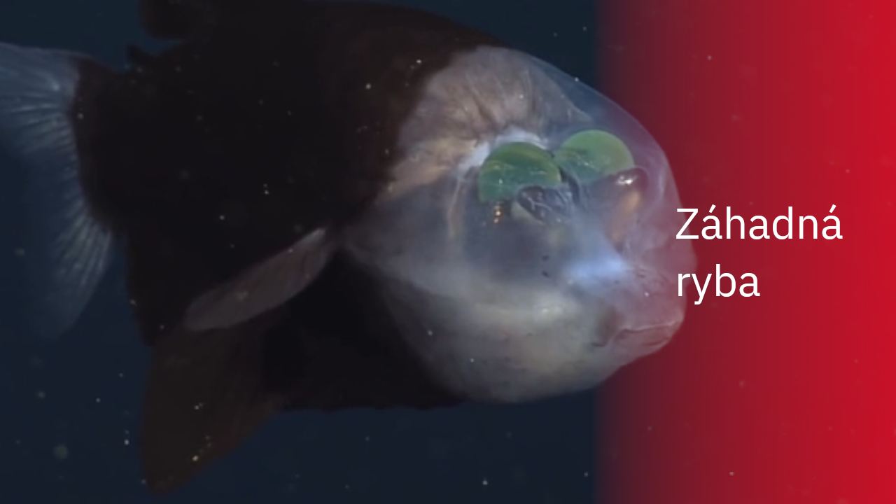 Podmo sk Z hadn Ryba Vz cn Tvor Kter ije Hluboko V Oce nu Stream podmo-sk-z-hadn-ryba-vz-cn-tvor-kter-ije-hluboko-v-oce-nu-stream