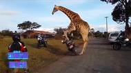Žirafí samec navštívil motorkáře a vzrušením nastartoval motorku