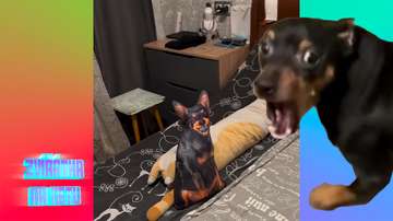 Vtipná videa zvířátek ,,na netu'' | Stream