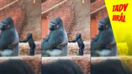 Zkouška trpělivosti v Pražské zoo: Drzé gorilí mládě zkoušelo, co všechno si může dovolit