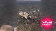 Odvážný muž zachránil rozzuřeného vlka ze sevřené pasti. Vlka to překvapilo